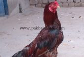 Aseel male bird breeder