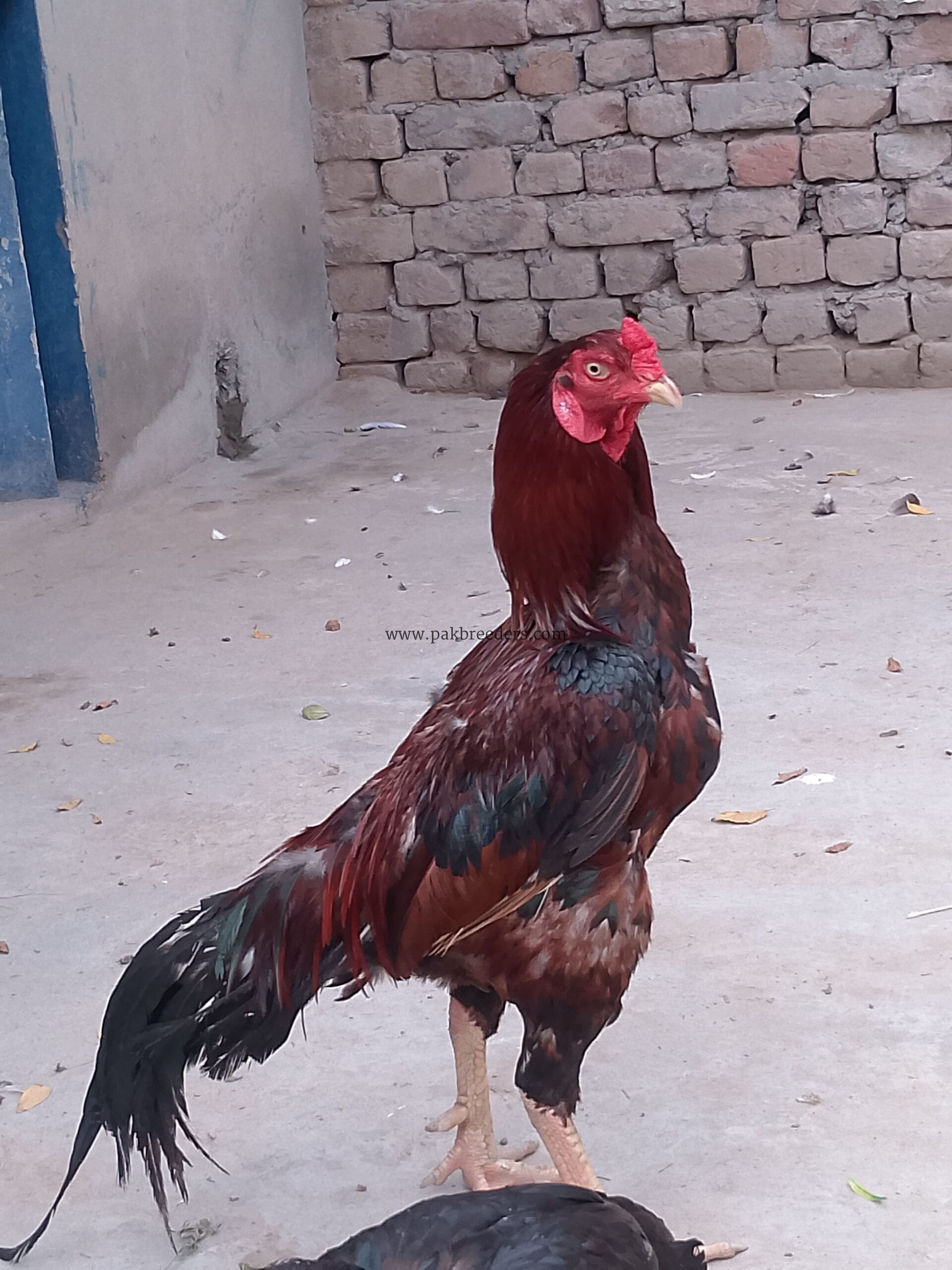 Aseel male bird breeder