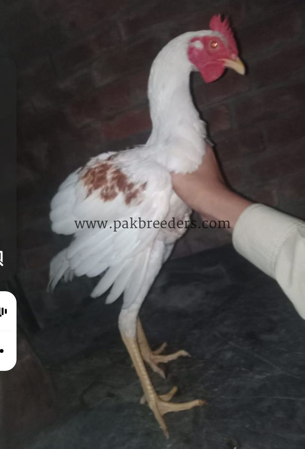 Aseel breed roster .