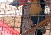 Love bird breeder pairs