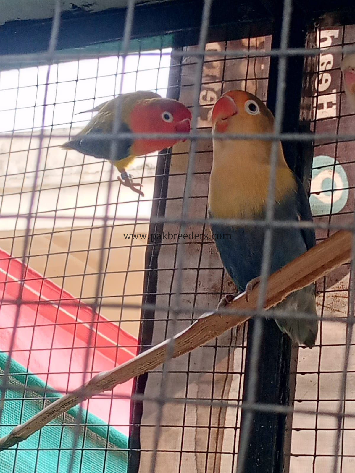 Love bird breeder pairs