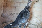Aseel breeder fimale
