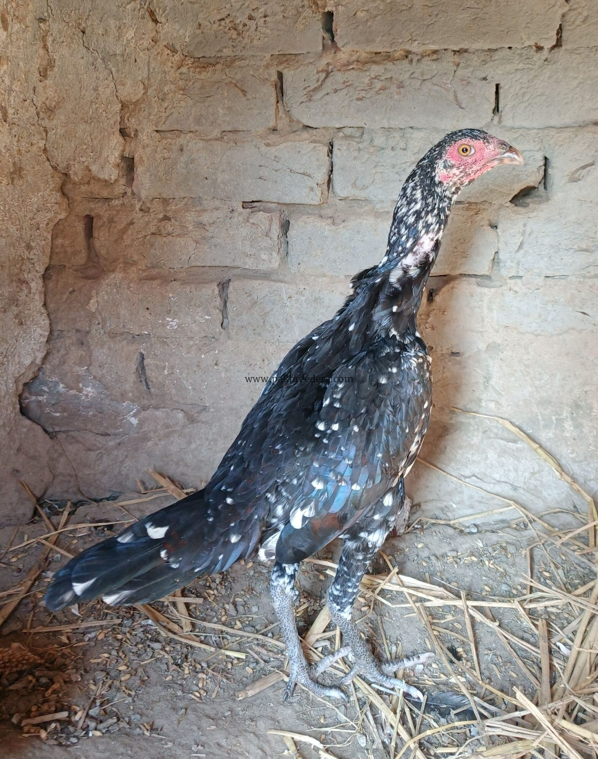 Aseel breeder fimale