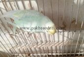 Parrots hai first breeder