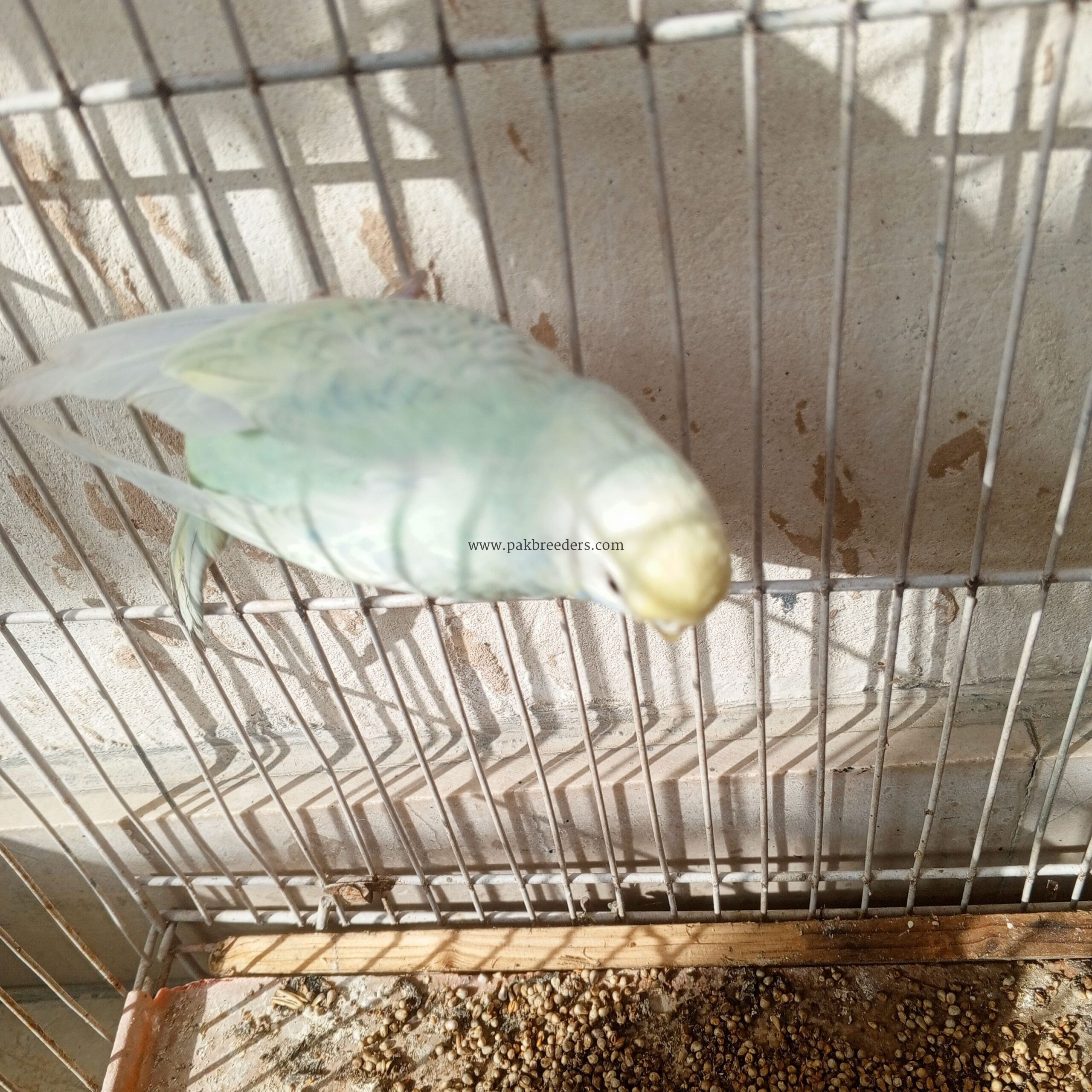 Parrots hai first breeder