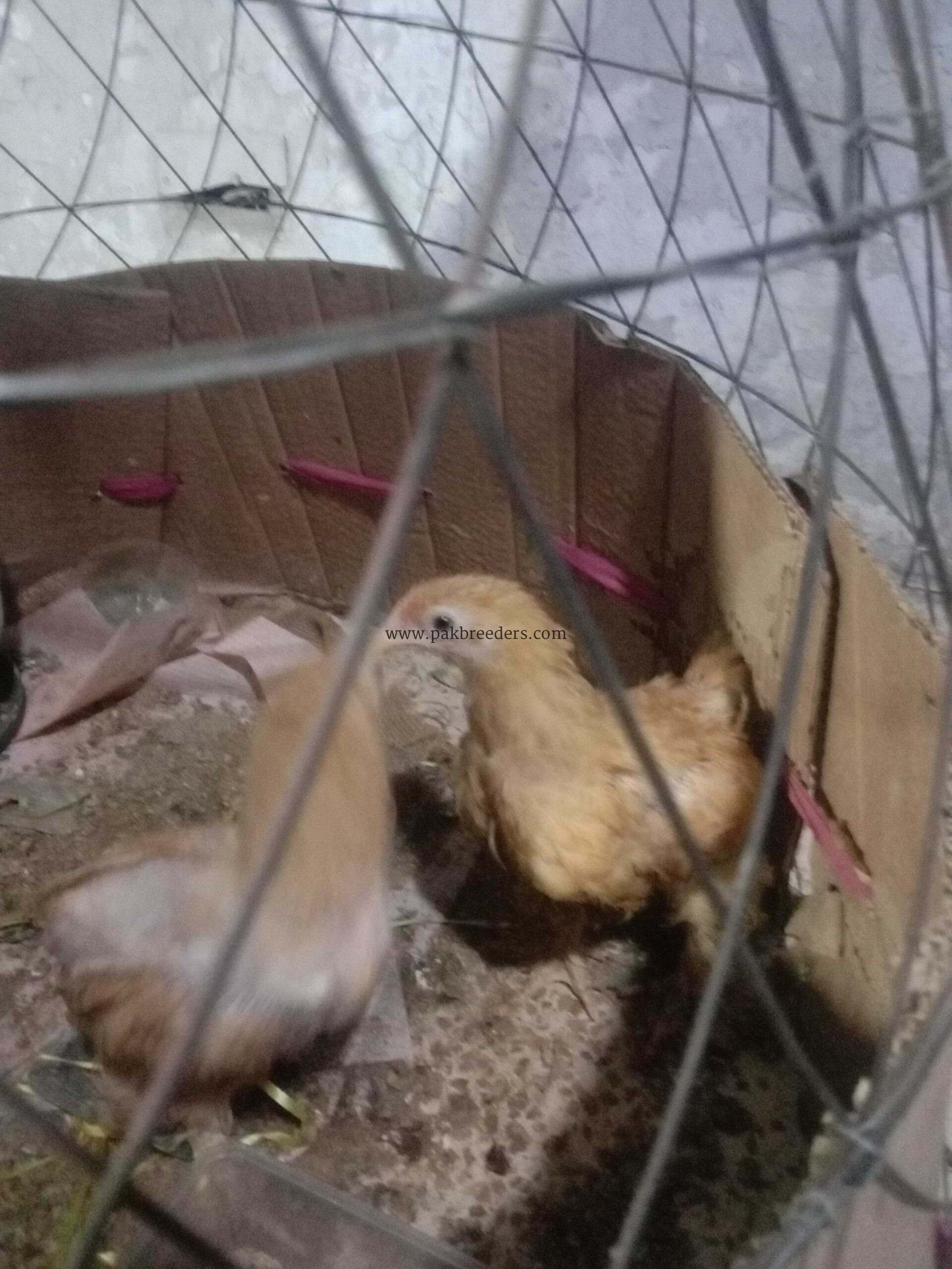 Golden puff pair chozay