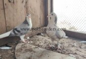 Shirazi pegions full breeder pair