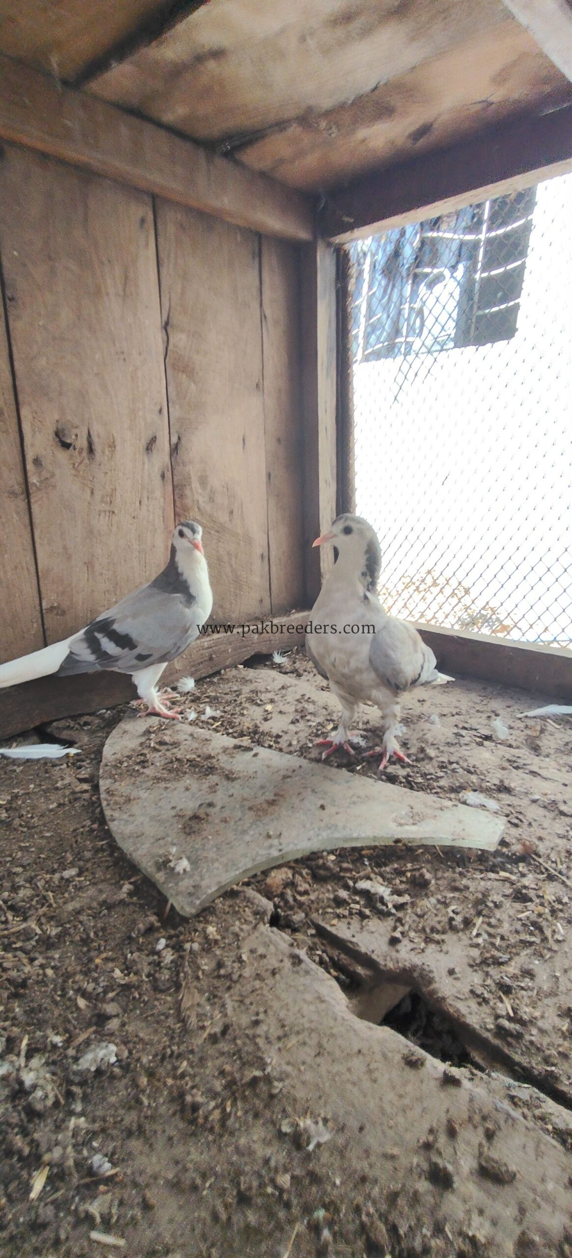 Shirazi pegions full breeder pair
