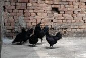 Ayam Samani Breeders for sale