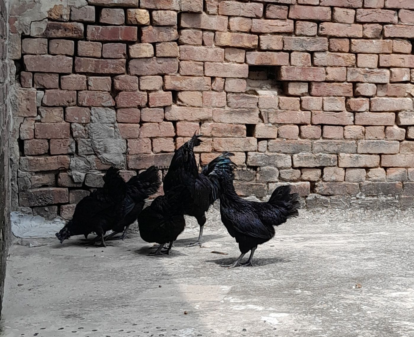 Ayam Samani Breeders for sale