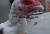 Aseel murgiyan 5 2 murgay all for sale