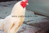 Aseel Heera pair for sale