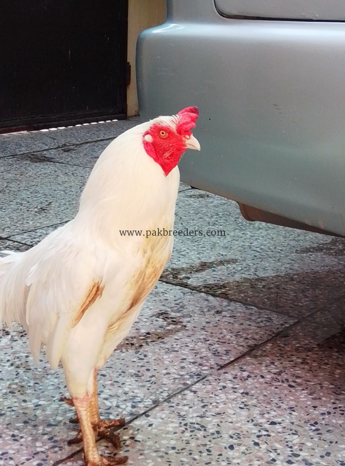 Aseel Heera pair for sale