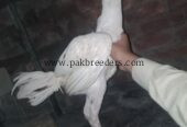 Aseel breed roster .