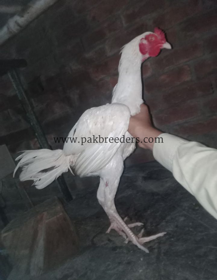 Aseel breed roster .