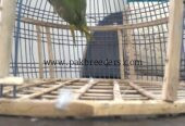 Ringneck parrot breeder (female)