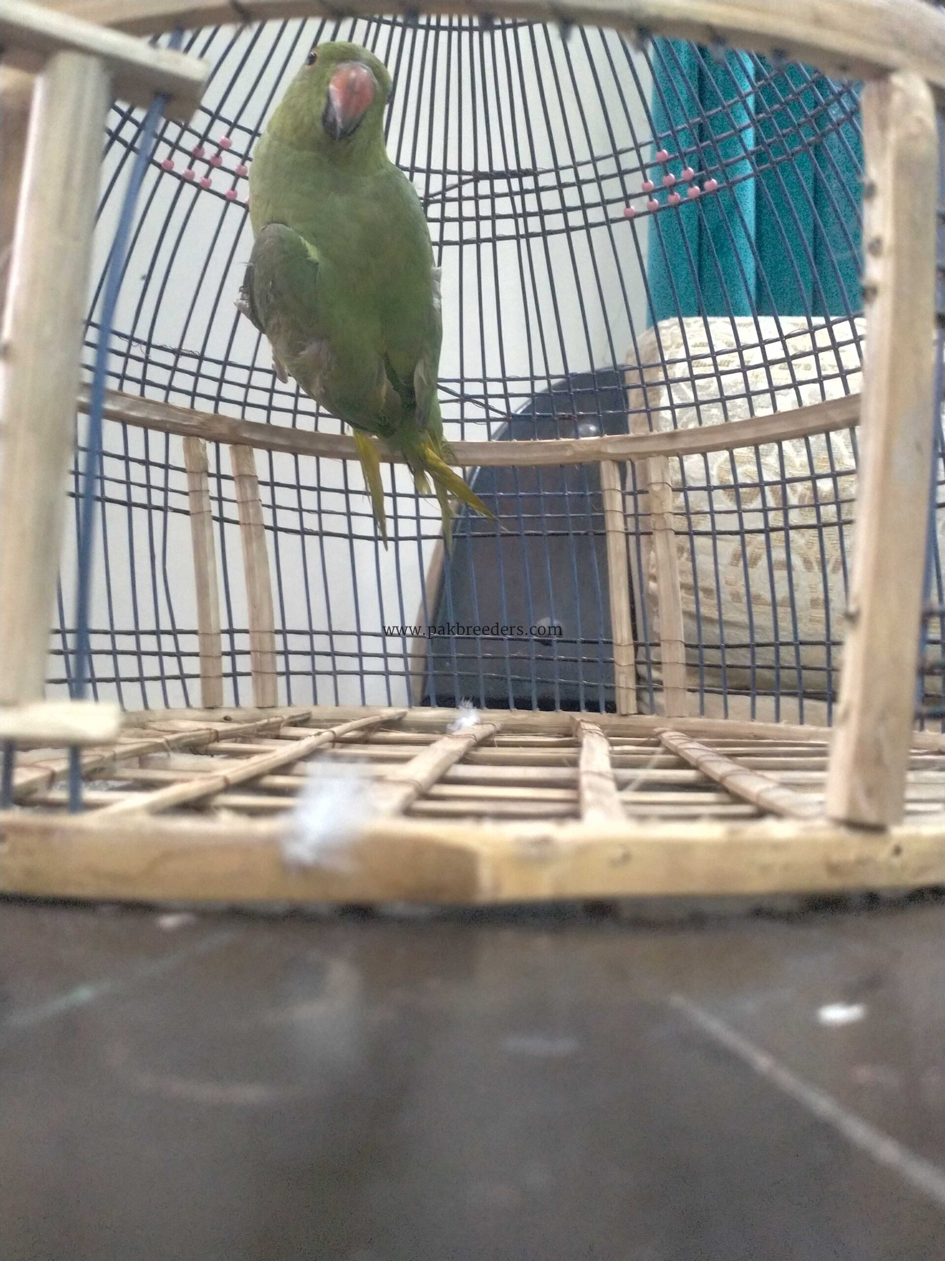 Ringneck parrot breeder (female)