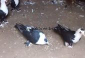 Five karbalai chicks for sale