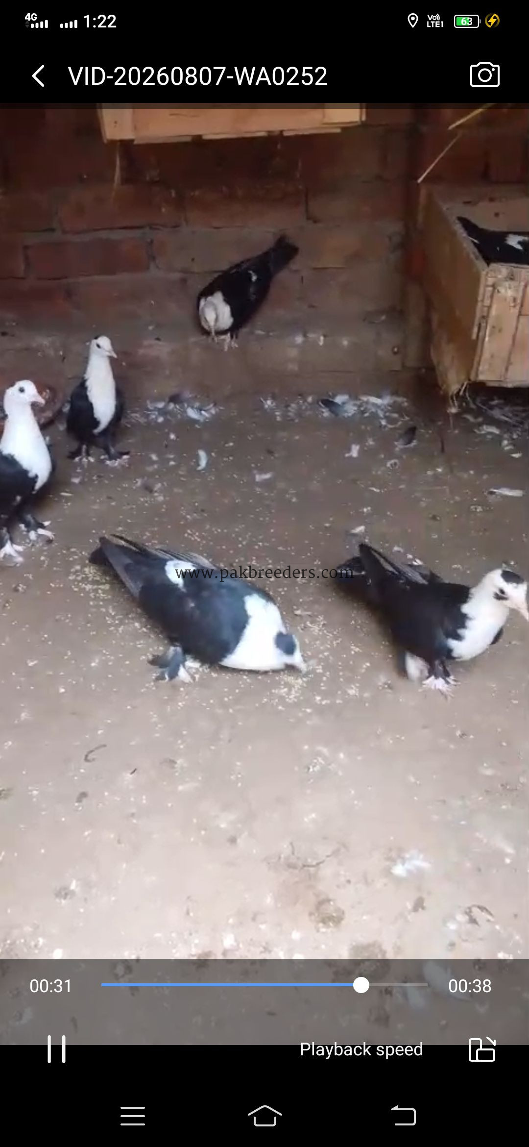 Five karbalai chicks for sale