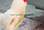 Aseel Heera pair for sale