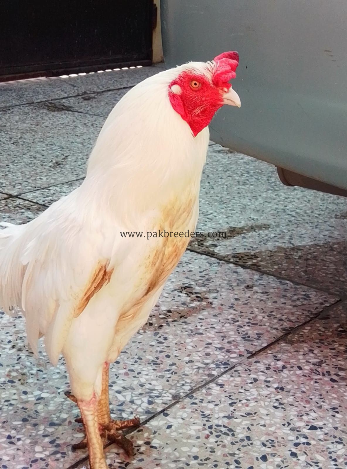 Aseel Heera pair for sale
