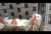15 male hens for sale ha