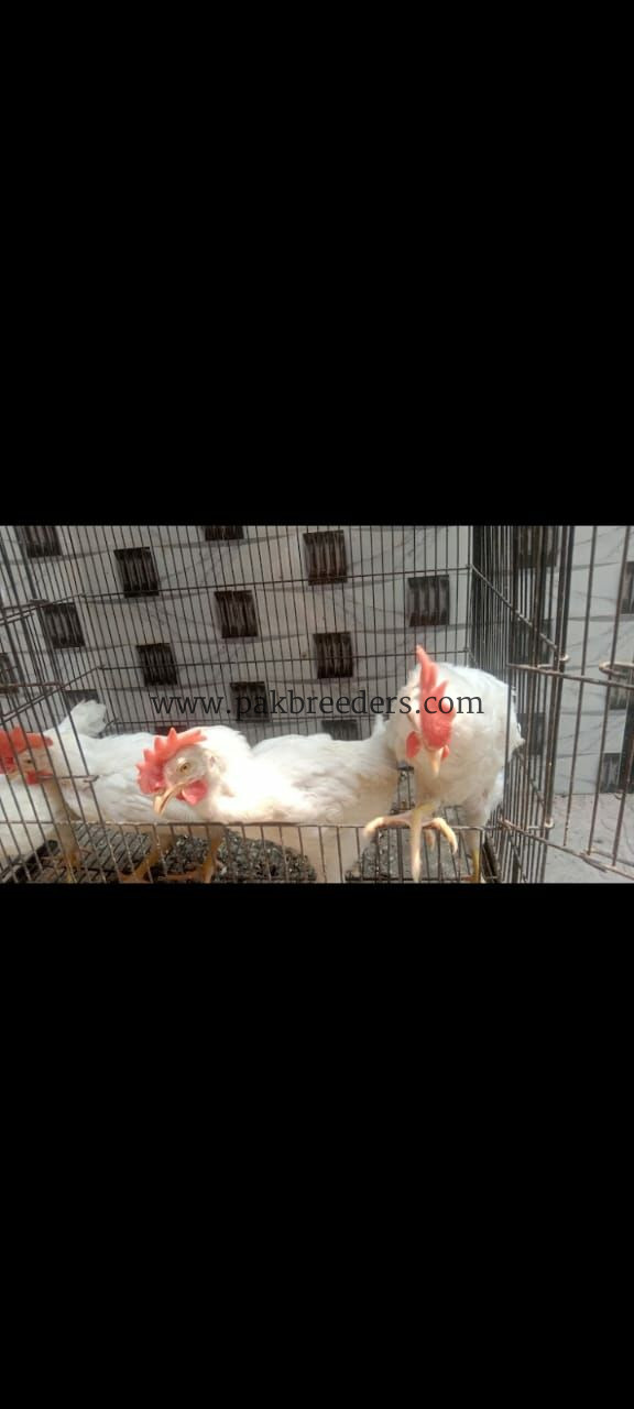 15 male hens for sale ha