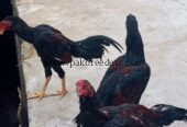 Exchange b ho jaye ga