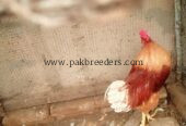 Ghar ka pla best breed ka murga