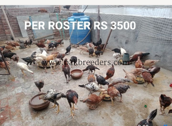 Aseel breed roster .
