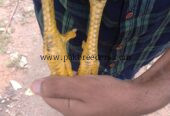 Nawab + Bashir purbana cross