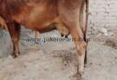 Cow for sale Location