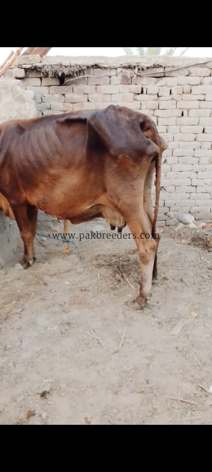 Cow for sale Location