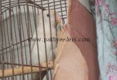 Lovebird pair green ,white
