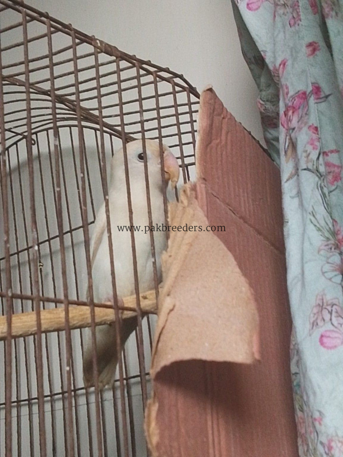 Lovebird pair green ,white
