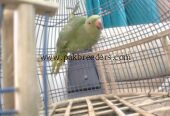 Ringneck parrot breeder (female)