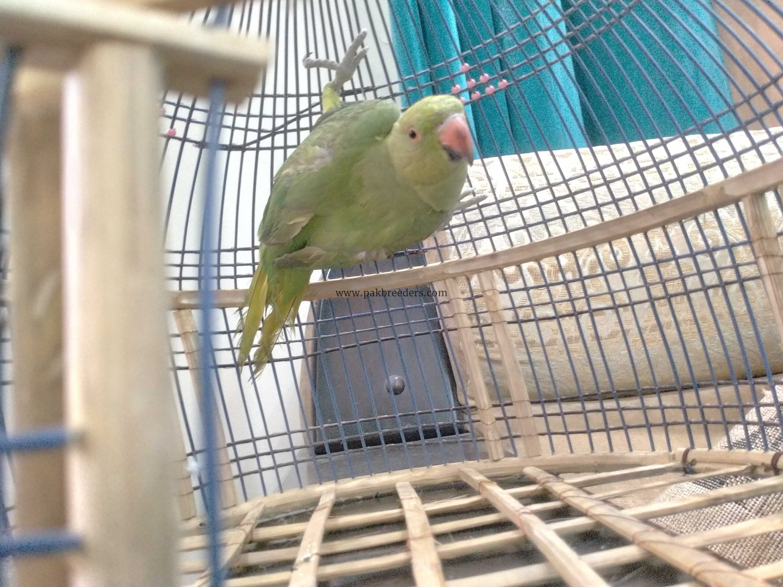 Ringneck parrot breeder (female)