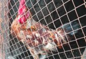 Desi murge 3 healthy and active