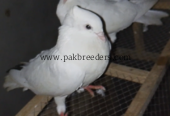 Breeder Pair 03227423050