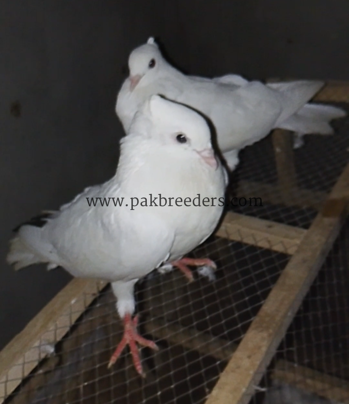 Breeder Pair 03227423050
