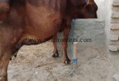 Cow for sale Location
