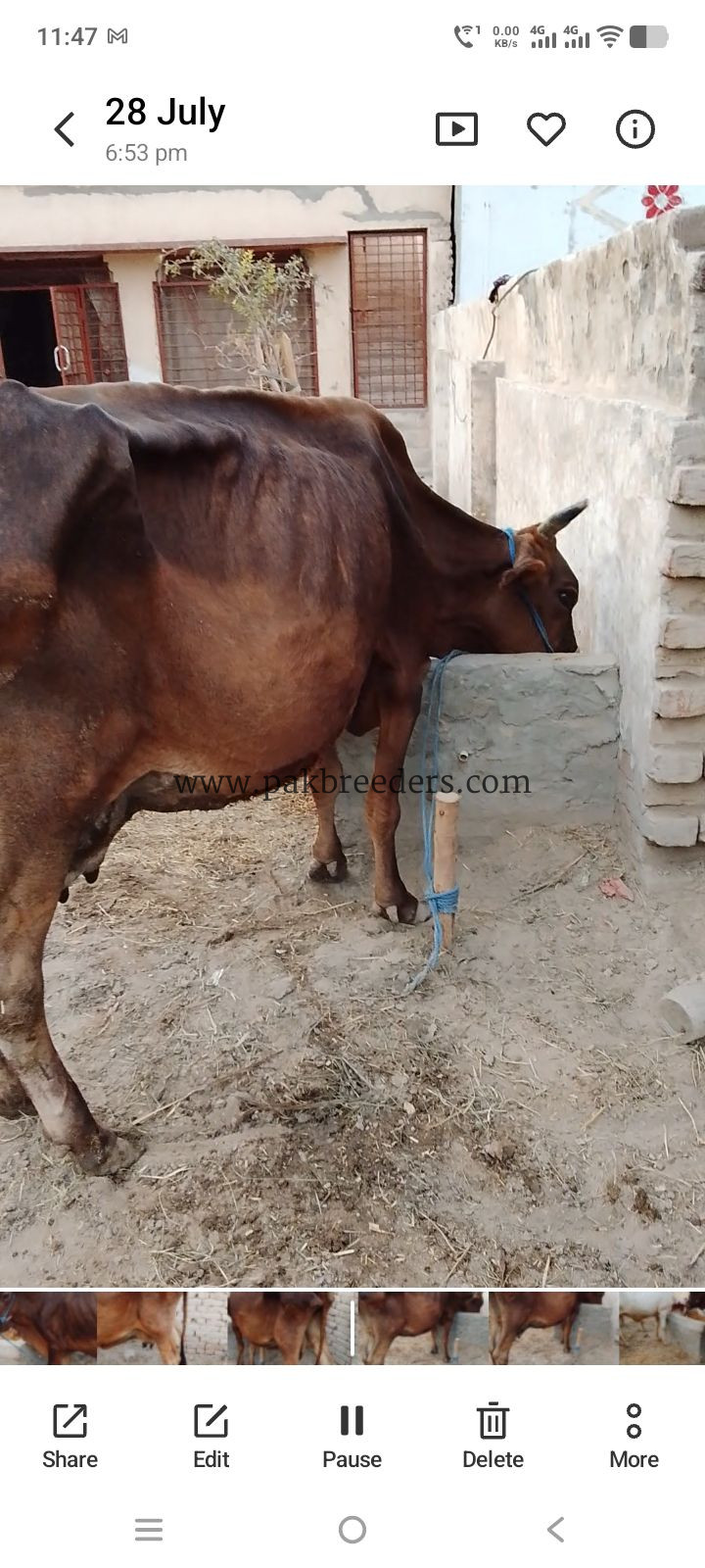 Cow for sale Location