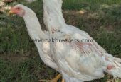 White shamo for sale