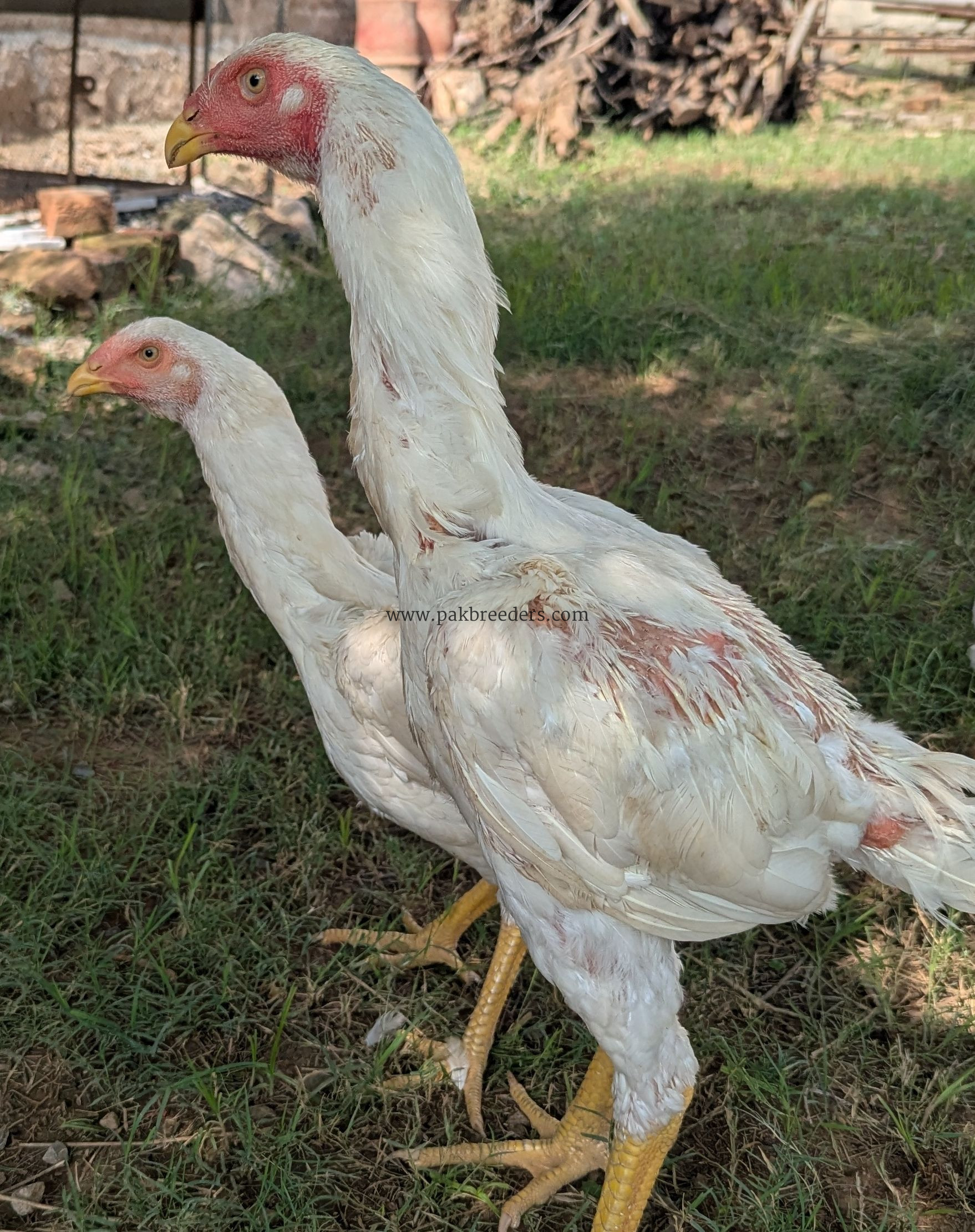 White shamo for sale