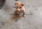 Chihuahua dog for sale