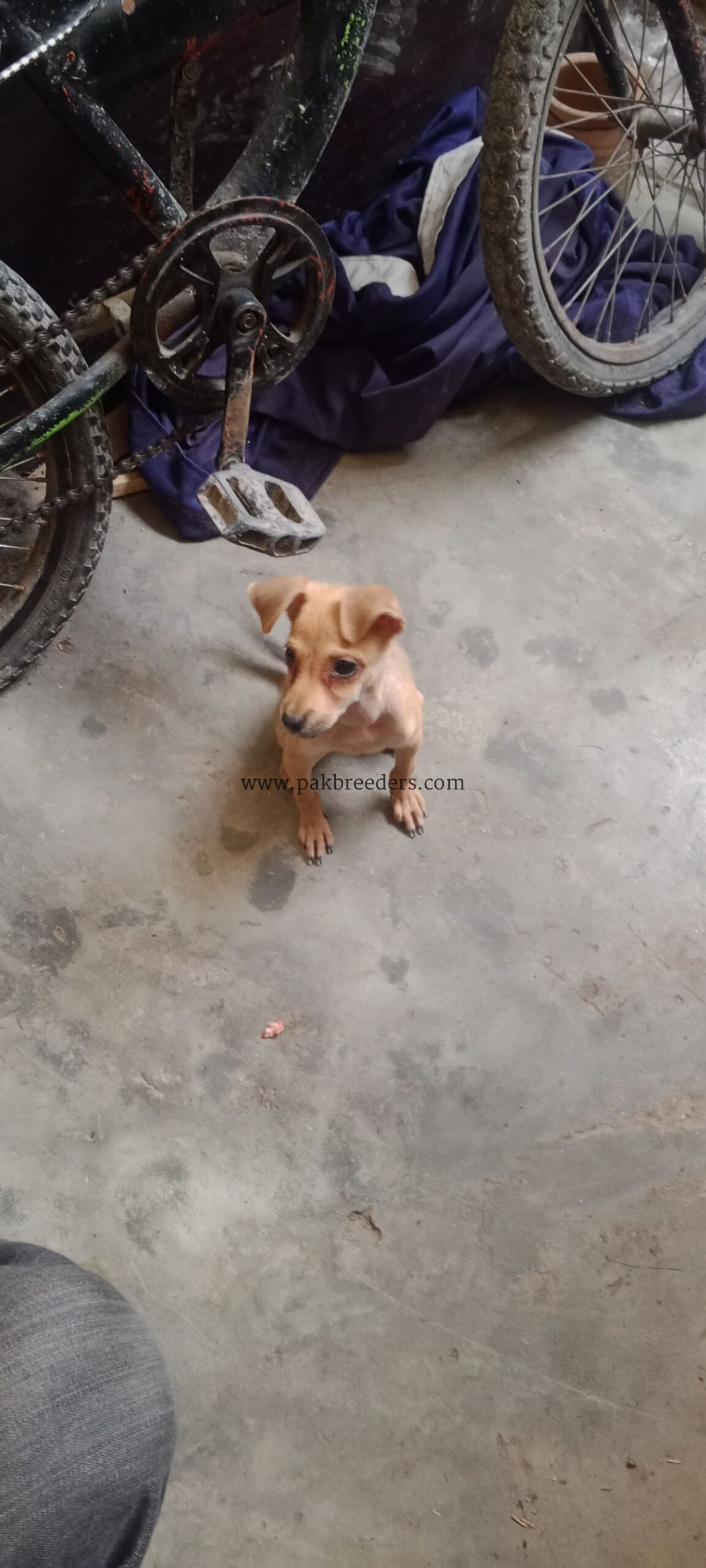 Chihuahua dog for sale