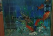 Fish equarim