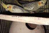 Beautiful breeder cocktail parrots pair