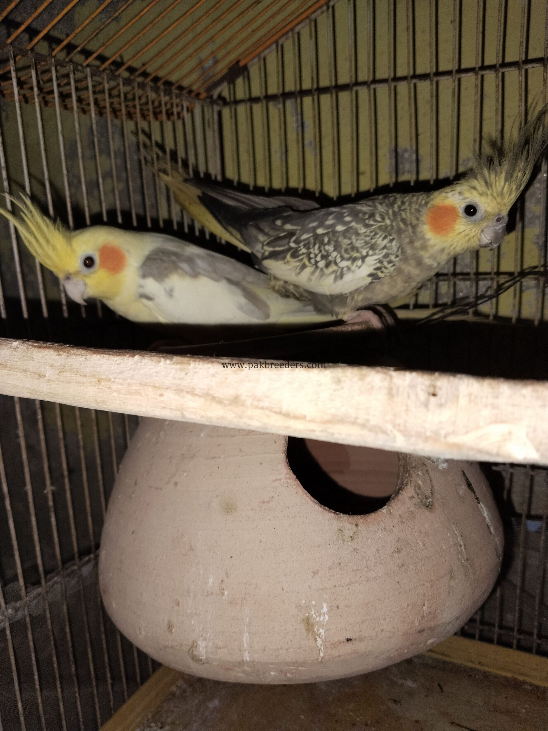 Beautiful breeder cocktail parrots pair