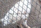 🐔 White Desi+ aseel Hen – Healthy & Active | Ready for Sale